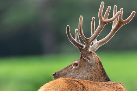 Red deer in the england forestの写真素材
