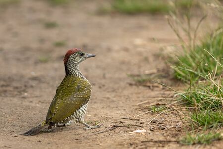 European green woodpecker in the treeの写真素材