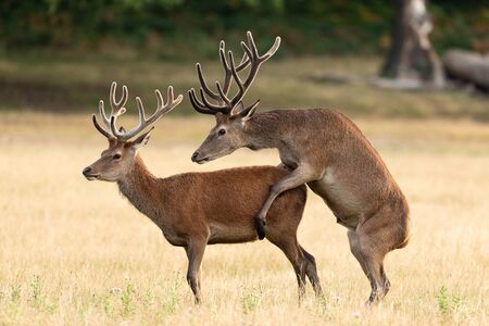 Red deer in the england forestの写真素材
