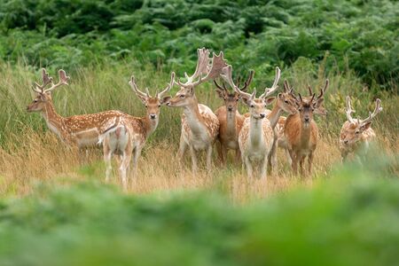 Fallow deer in the forestの写真素材