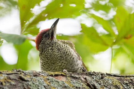 European green woodpecker in the treeの写真素材