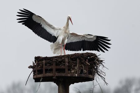 White stork in the forest