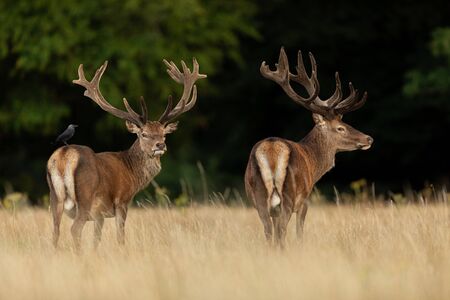 Red deer in the england forestの写真素材
