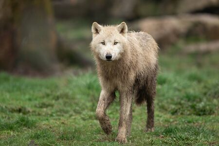 White wolf in the forestの写真素材