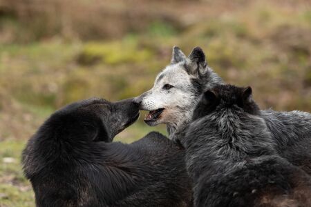 Black wolf in the forestの写真素材