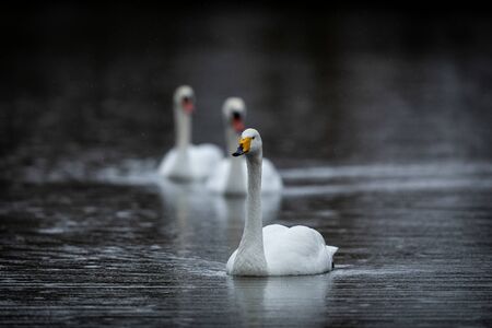 Three White swan iswimming n the lakeの写真素材