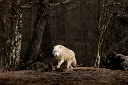 White wolf in the forestの写真素材