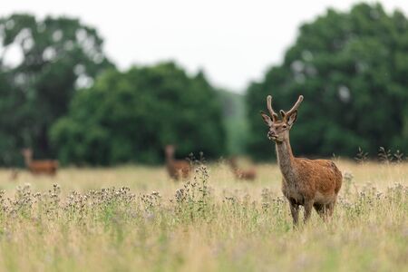 Red deer in the england forestの写真素材