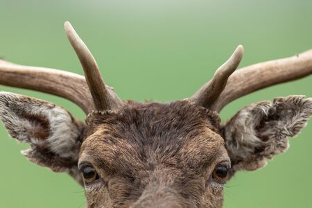 Portrait of a fallow deerの写真素材