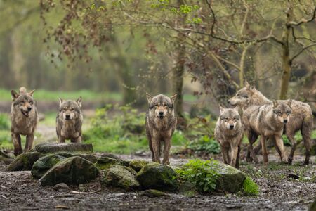Grey wolf in the forestの写真素材