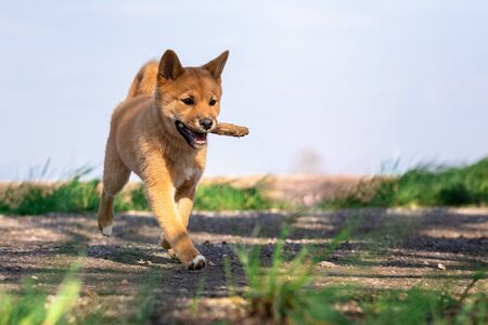Shiba Inu playing in the grassの写真素材