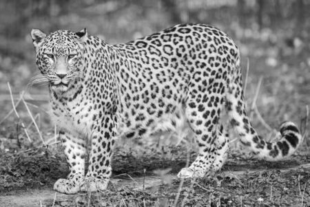 Panther in the meadowの写真素材