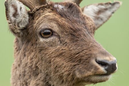 Portrait of a fallow deerの写真素材