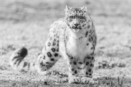 Snow leopard in the meadowの写真素材