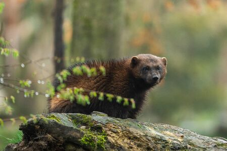 Wolverine in the forestの写真素材