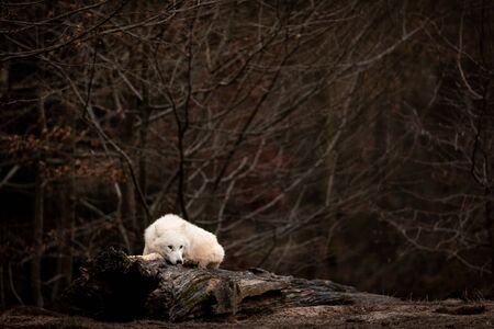 White wolf in the forest