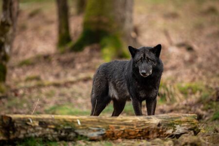 Black wolf in the forestの写真素材