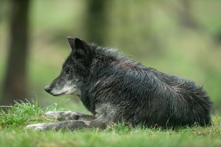 Black wolf in the forestの写真素材