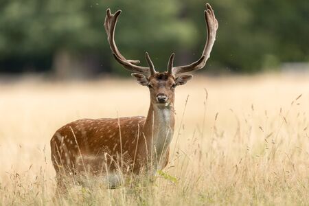 Fallow deer in the forestの写真素材