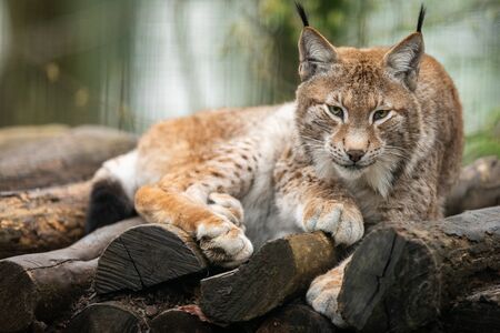 Portrait of lynx in the forestの写真素材