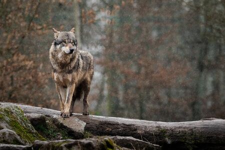 Grey wolf in the forest