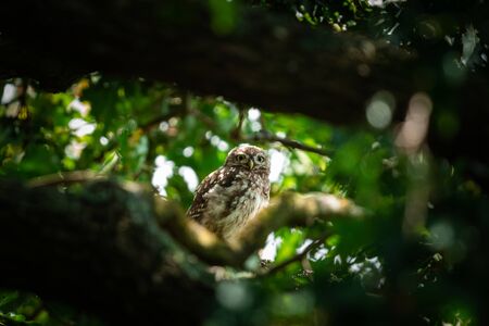 Tiny owl in the treeの写真素材