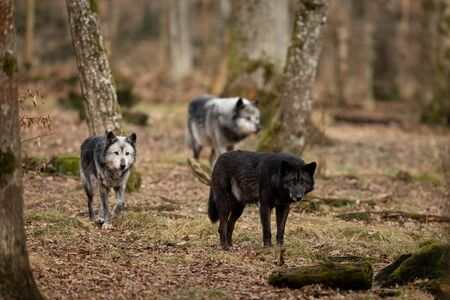 Black wolf in the forestの写真素材