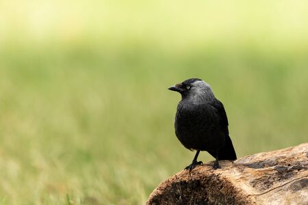 Western jackdaw in the forest