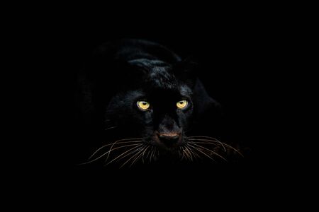 Black panther with a black backgroundの写真素材