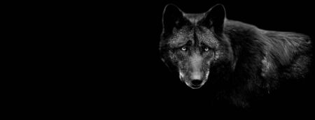 Black wolf with a black background