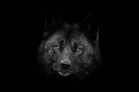 Black wolf with a black backgroundの写真素材