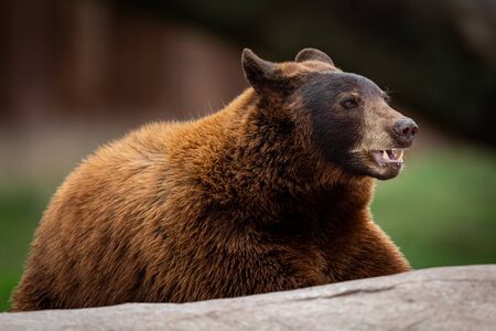 Black bear in the meadow