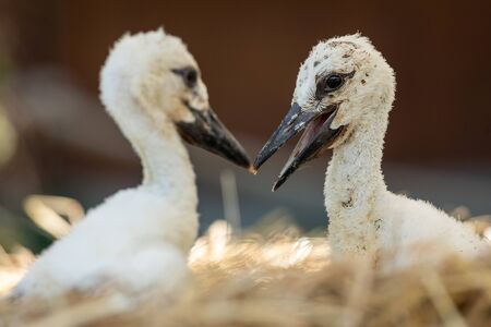 White stork in the forest. Alsace.の写真素材