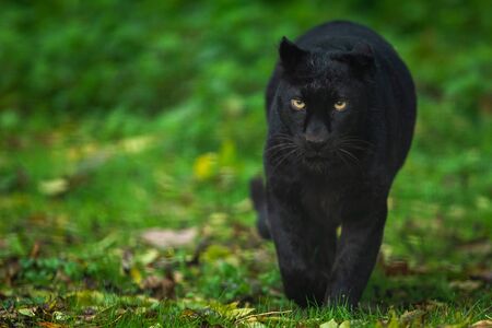 Black panther in the jungleの写真素材