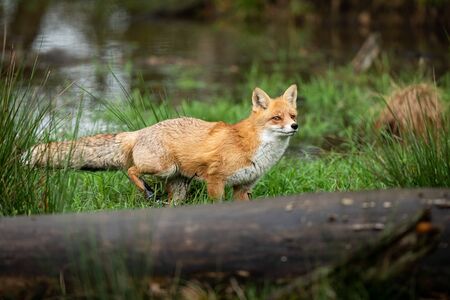 Red fox in the forest