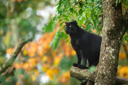 Black panther in the jungleの写真素材