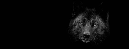 Black wolf with a black backgroundの写真素材
