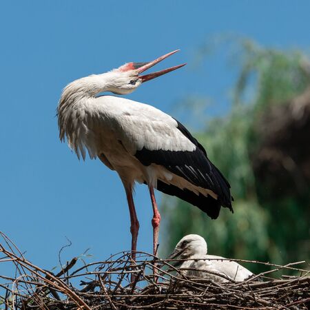 White stork in the forest. Alsace.
