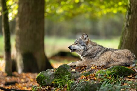 Grey wolf in the forest