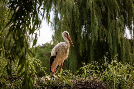 White stork in the forest. Alsace.