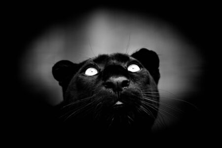 Black panther with a black backgroundの写真素材