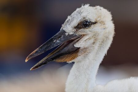 White stork in the forest. Alsace.の写真素材