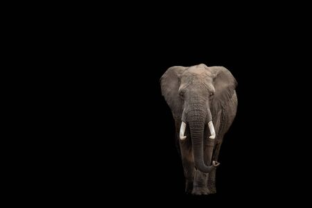 Elephant with a black backgroundの写真素材