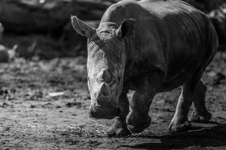 A rhinoceros walks in the savannahの写真素材