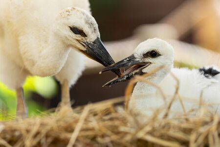 White stork in the forest. Alsace.の写真素材