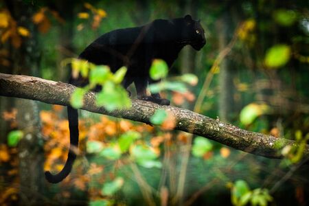 Black panther in the jungle