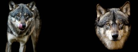 Grey wolf with a black background