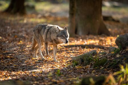 Grey wolf in the forest
