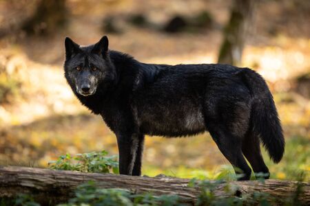 Black wolf in the forest