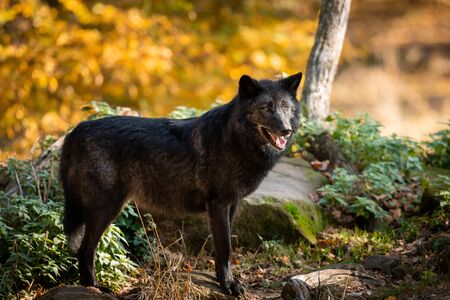 Black wolf in the forestの写真素材